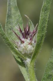 Fotografia da espécie Centaurea melitensis