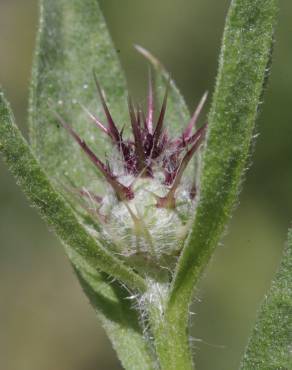 Fotografia 11 da espécie Centaurea melitensis no Jardim Botânico UTAD