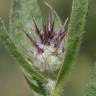 Fotografia 11 da espécie Centaurea melitensis do Jardim Botânico UTAD