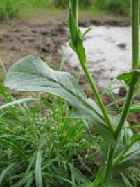 Fotografia da espécie Centaurea melitensis