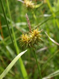 Fotografia da espécie Carex flava