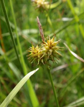 Fotografia 7 da espécie Carex flava no Jardim Botânico UTAD