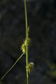 Fotografia da espécie Carex flava