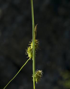 Fotografia 8 da espécie Carex flava no Jardim Botânico UTAD