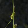 Fotografia 8 da espécie Carex flava do Jardim Botânico UTAD