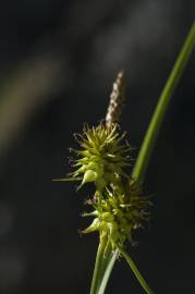 Fotografia da espécie Carex flava