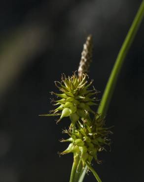 Fotografia 9 da espécie Carex flava no Jardim Botânico UTAD