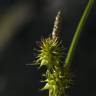 Fotografia 9 da espécie Carex flava do Jardim Botânico UTAD