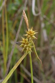 Fotografia da espécie Carex flava