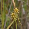 Fotografia 10 da espécie Carex flava do Jardim Botânico UTAD