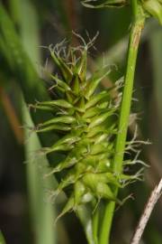 Fotografia da espécie Carex flava