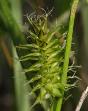 Fotografia 11 da espécie Carex flava no Jardim Botânico UTAD