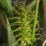Fotografia 11 da espécie Carex flava do Jardim Botânico UTAD
