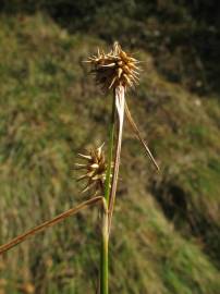 Fotografia da espécie Carex flava