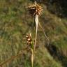 Fotografia 12 da espécie Carex flava do Jardim Botânico UTAD