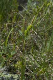 Fotografia da espécie Carex flava