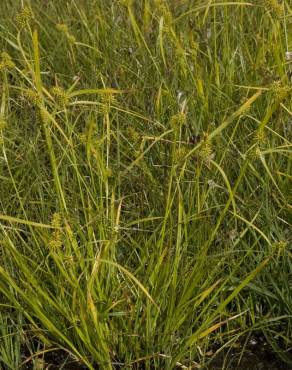 Fotografia 14 da espécie Carex flava no Jardim Botânico UTAD