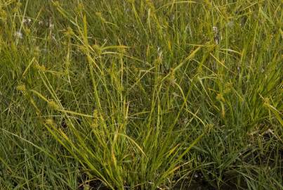 Fotografia da espécie Carex flava