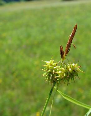 Fotografia 15 da espécie Carex flava no Jardim Botânico UTAD