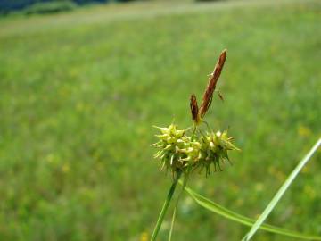 Fotografia da espécie Carex flava