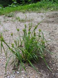 Fotografia da espécie Carex flava