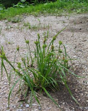 Fotografia 16 da espécie Carex flava no Jardim Botânico UTAD