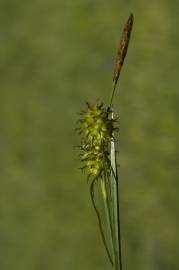 Fotografia da espécie Carex flava