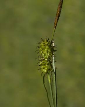 Fotografia 17 da espécie Carex flava no Jardim Botânico UTAD