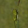 Fotografia 17 da espécie Carex flava do Jardim Botânico UTAD