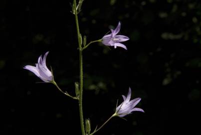 Fotografia da espécie Campanula rapunculus