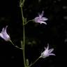 Fotografia 7 da espécie Campanula rapunculus do Jardim Botânico UTAD