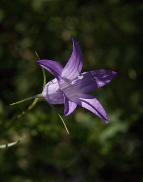 Fotografia 8 da espécie Campanula rapunculus no Jardim Botânico UTAD