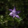 Fotografia 8 da espécie Campanula rapunculus do Jardim Botânico UTAD