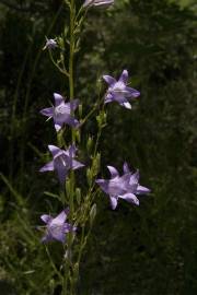 Fotografia da espécie Campanula rapunculus