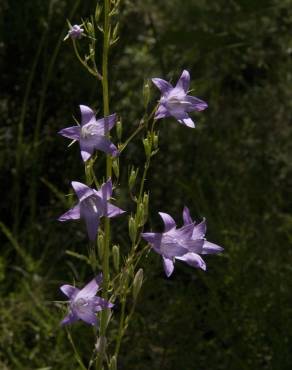 Fotografia 9 da espécie Campanula rapunculus no Jardim Botânico UTAD