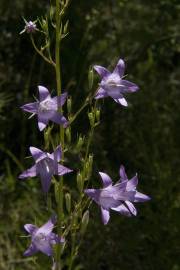 Fotografia da espécie Campanula rapunculus