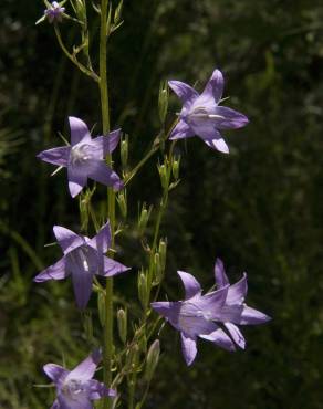 Fotografia 10 da espécie Campanula rapunculus no Jardim Botânico UTAD