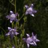 Fotografia 10 da espécie Campanula rapunculus do Jardim Botânico UTAD