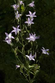 Fotografia da espécie Campanula rapunculus