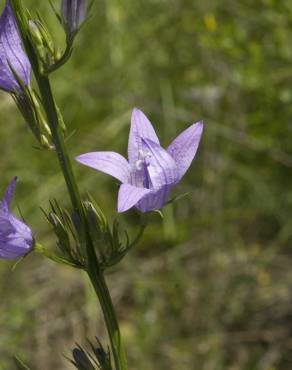 Fotografia 12 da espécie Campanula rapunculus no Jardim Botânico UTAD