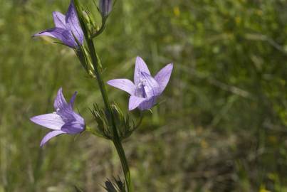 Fotografia da espécie Campanula rapunculus