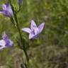 Fotografia 12 da espécie Campanula rapunculus do Jardim Botânico UTAD