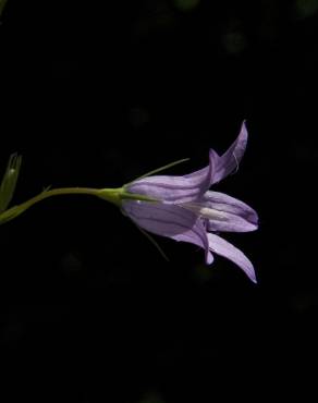 Fotografia 13 da espécie Campanula rapunculus no Jardim Botânico UTAD