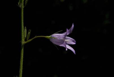 Fotografia da espécie Campanula rapunculus