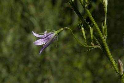 Fotografia da espécie Campanula rapunculus