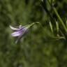 Fotografia 14 da espécie Campanula rapunculus do Jardim Botânico UTAD