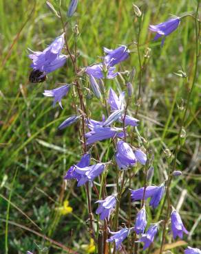 Fotografia 1 da espécie Campanula rapunculus no Jardim Botânico UTAD