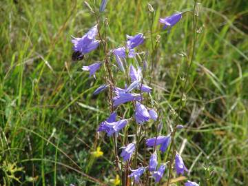 Fotografia da espécie Campanula rapunculus