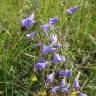 Fotografia 1 da espécie Campanula rapunculus do Jardim Botânico UTAD