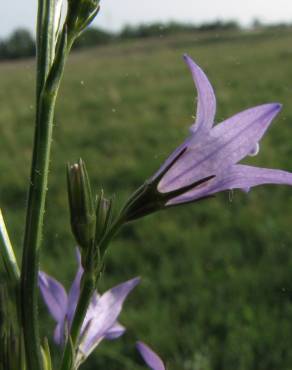 Fotografia 15 da espécie Campanula rapunculus no Jardim Botânico UTAD